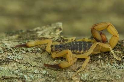 Figura 1. Tityus serrulatus (Buthidae). Imagem: José Roberto Peruca, 21 de novembro de 2015, Parque da Fazenda do Estado, Araçatuba/SP Brasil. Bioma: Mata Atlântica. https://www.flickr.