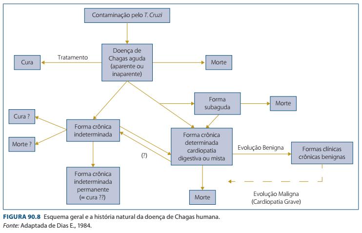 A história natural da doença é a seguinte (lembrar que pode ser alterada por fatores como comorbidades, sobrecarga de esforço físico ou desnutrição).