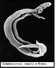 helminták fascioliasis modern gyógyszerek parazitákra az emberi testben