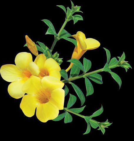 É uma espécie com muitas flores tubulares, amarelas e exuberantes, muito parecidas com as do