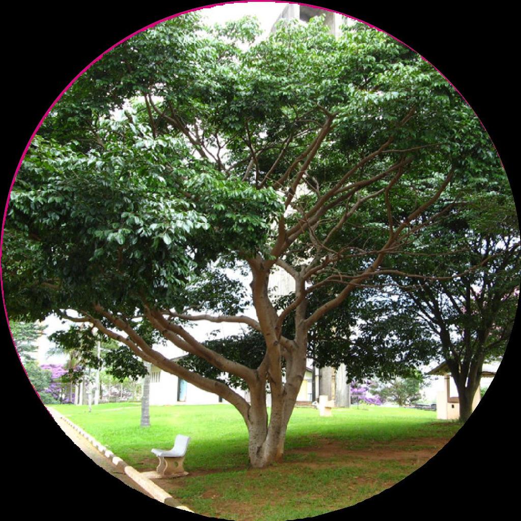 JATOBÁ Hymenaea courbaril O jatobá-verdadeiro, jatobazeiro ou apenas jatobá é uma árvore da
