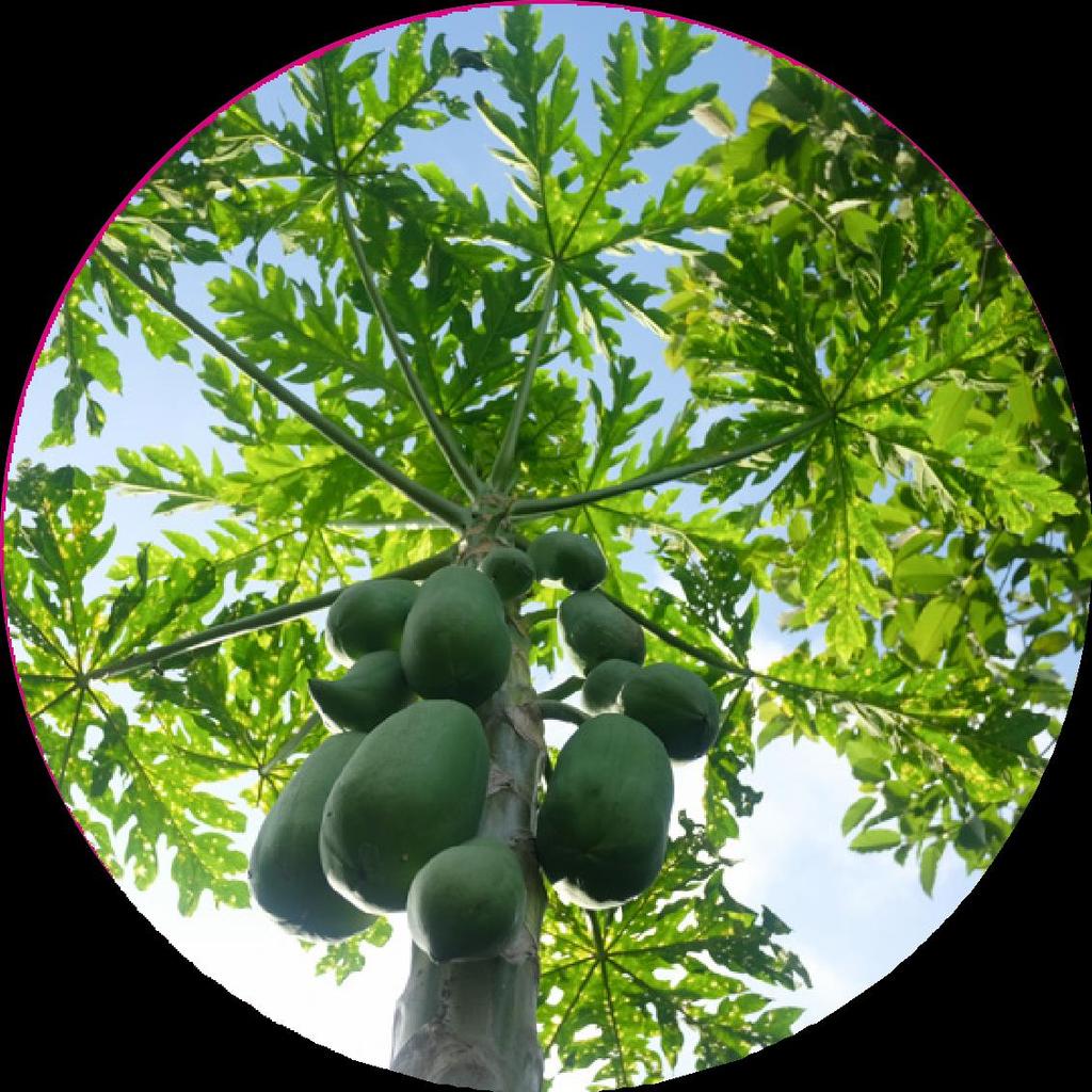 MAMÃO Carica papaya O termo mamão é utilizado para identificar o fruto
