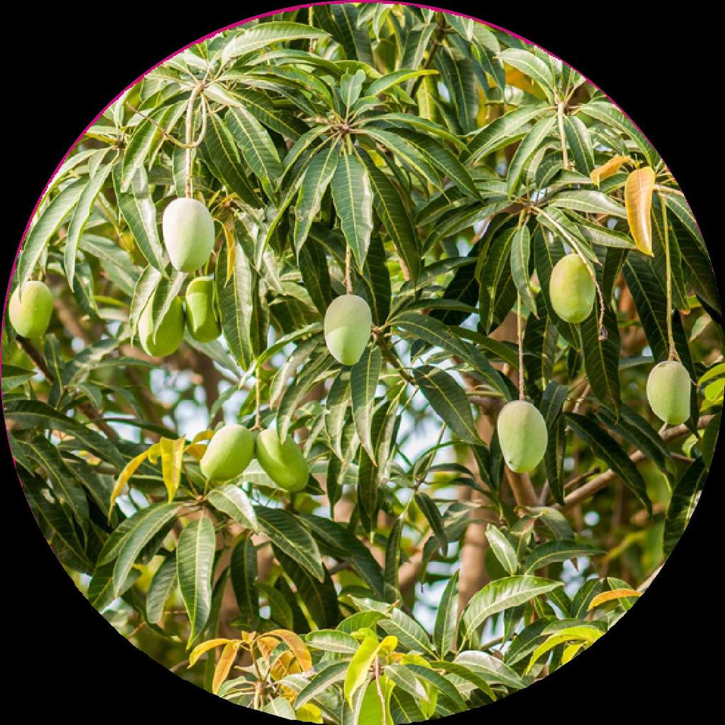 MANGA Mangifera Indica Conhecida como a rainha das frutas tropicais, a manga é o fruto da mangueira,