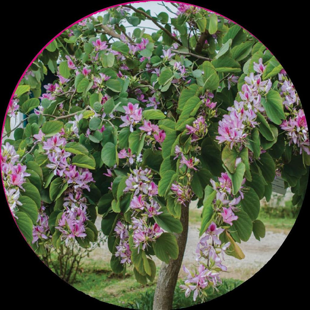 PATA-DE-VACA Bauhinia variegata Originária da China e da Índia, a pata-de-vaca é uma árvore