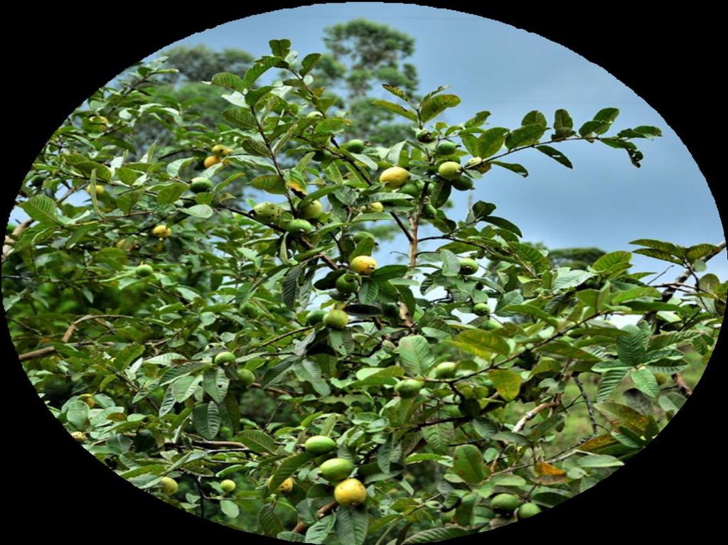 GOIABA Psidium guajava A goiaba é o fruto doce e perfumado da goiabeira.