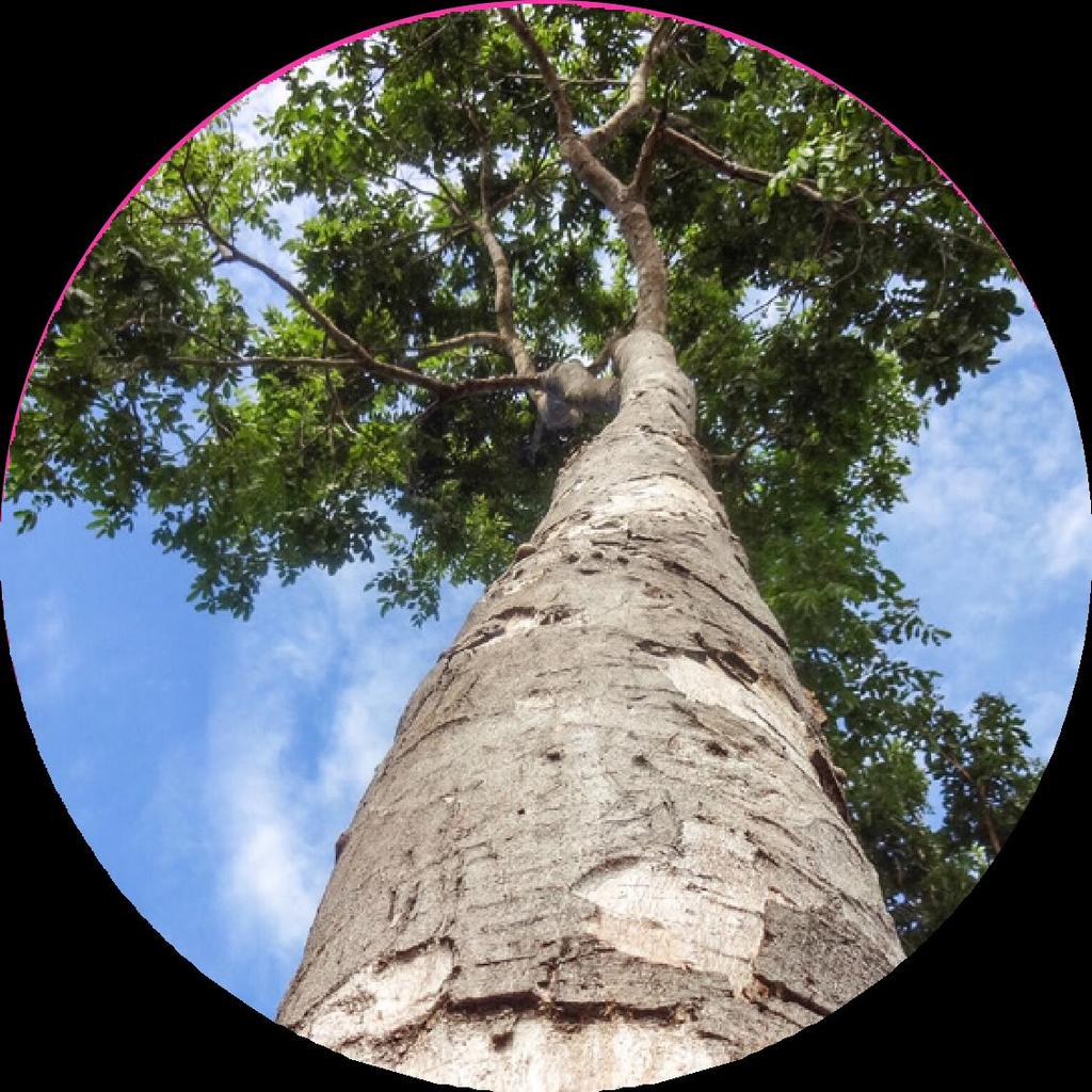 GONÇALO Astronium fraxinifolium Gonçalo-alves é uma árvore rústica brasileira de porte médio, da família das Anacardiaceae.