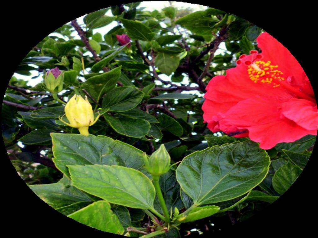 HIBIS CO Hibiscus Hibiscus ou Hibisco é um gênero de plantas que agrupa cerca de 300