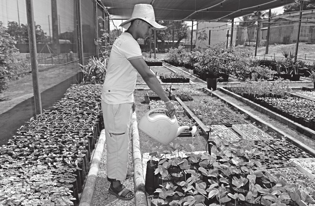 Barco Escola começa a operar em 2008 O Projeto NEPAU visa à capacitação de pessoas interessadas na prática de Agricultura Urbana UFC desenvolve Agricultura Urbana A Universidade Federal do Ceará