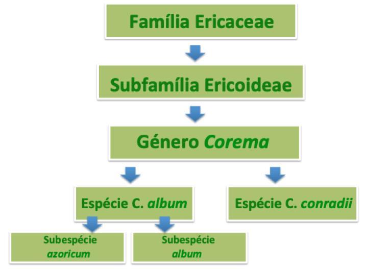 2. Revisão Bibliográfica 2.1 A Corema album 2.1.1 Clima, condições edáficas e caracterização botânica A espécie Corema album (L.) foi classificada por D.