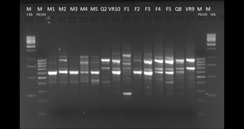 4.1.2 Análise Molecular com RAPD O DNA genómico de 14 amostras (7 masculinas e 7 femininas) de C album foi igualmente analisado com quatro marcadores RAPD.