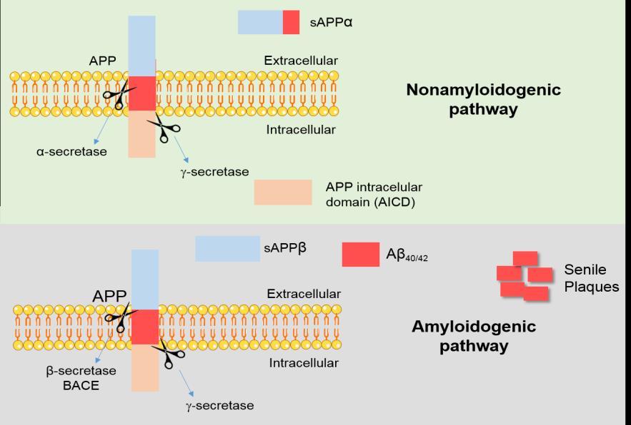 (A) (B). Figure I.1-Alzheimer s disease pathological hallmarks. (A) Changes in the metabolism of the amyloid precursor protein (APP).