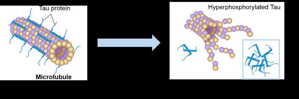 fragment called APP intracellular C-terminal domain (AICD).