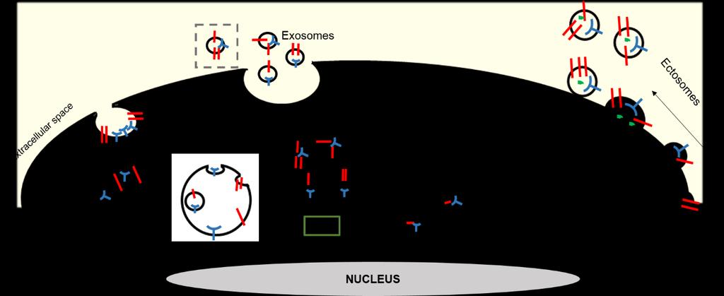 receptors, intracellular signaling proteins and genetic material derived from the cell of origin (Turola et al., 2012). Figure I.