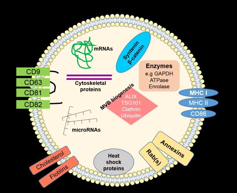 Ectosomes are generated by direct budding of the plasma membrane.