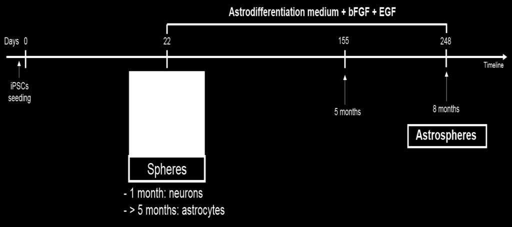 From day 14 until day 18, ipscs rosettes are maintained in NDM supplied with bfgf.