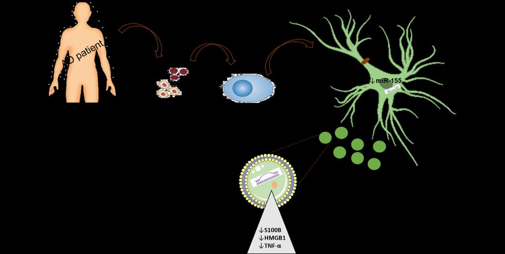 A B Figure IV.1-Schematic representation of the main research contributions of this thesis. (A) Key features of microglia response to exosomes released by SH-SY5Y APP Swe cells (AD neurons).