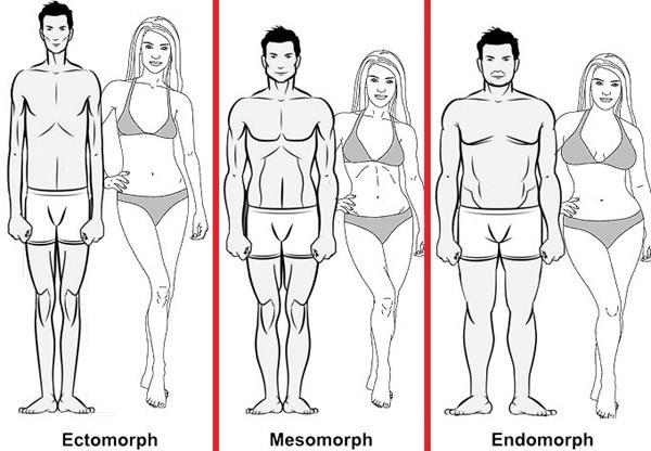 Mesomorfo: Precisam de treinos com alta intensidade e volume moderado! Eles ganham massa muscular fácil mas tem facilidade em acumular gordura no abdômen e quadris!