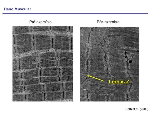 COMO SEU CORPO CONSTROI OS MÚSCULOS O ganho de massa muscular ocorre através do princípio da janela quebrada, ou seja, toda vez que você joga uma pedra (carga) na janela ela quebra e para evitar que