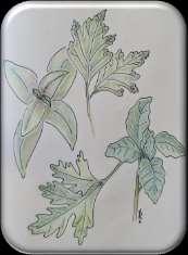 Coriandrum sativum L.