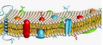 21 Membrana plasmática: estrutura É dada pelas características especiais das moléculas lipídicas: Agrupam-se espontaneamente em duplas camadas mesmo em condições artificiais