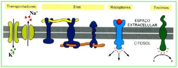 28 Membrana plasmática: estrutura Proteínas de membrana Responsáveis por diversas funções: Transporte de nutrientes, metabólitos e íons; Ancoragem de macromoléculas; Receptores para sinais