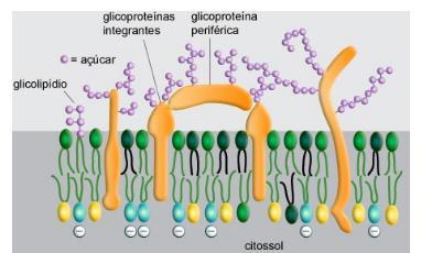 30 Membrana plasmática: composição Carboidratos: Porção glicídica das glicoproteínas (extracelular) e dos carboidratos de glicolipídeos.