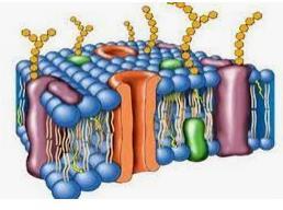 33 Membrana plasmática: aspectos funcionais Fluidez das membranas: Capacidade de movimentação dos diferentes componentes da bicamada lipídica.