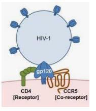 59 AIDS Doença crônica causada pelo vírus HIV (vírus de imunodeficiência adquirida); CCR5: um dos receptores mais utilizados pelo HIV-1 para entrar nas células do