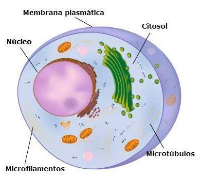 66 Citoplasma É preenchido por uma matriz viscosa e semitransparente Hialoplasma ou citosol; Se localiza ao