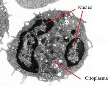 68 Citoplasma: funções Regular o ph intracelular; Espaço onde ocorrem as reações químicas vitais