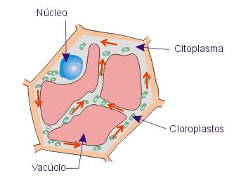celular por meio da ciclose.