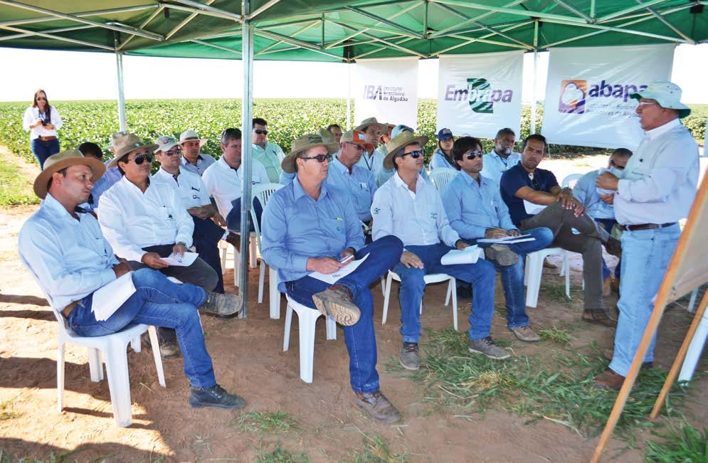 cultivares de algodoeiro com características de alta adaptabilidade ao cerrado baiano e com alto potencial produtivo e qualitativo.