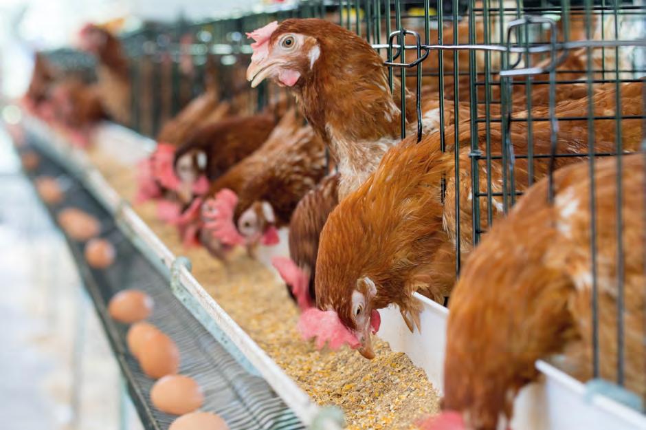 EVONIK Saúde intestinal EVONIK defende saúde intestinal para melhorar desempenho na avicultura de postura Ecobiol e ScreenFloX são ferramentas de saúde e produção animal de precisão que ajudam o