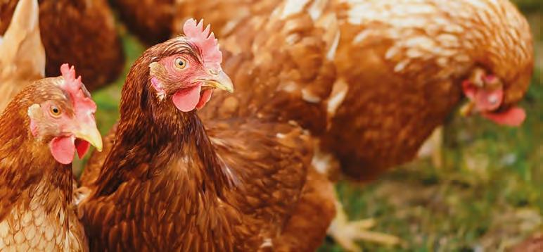 MCassab destaca a importância dos eubióticos para os ovos comerciais 26 Os antibióticos promotores de crescimento estão cada vez mais restritos na produção animal porque podem desenvolver bactérias