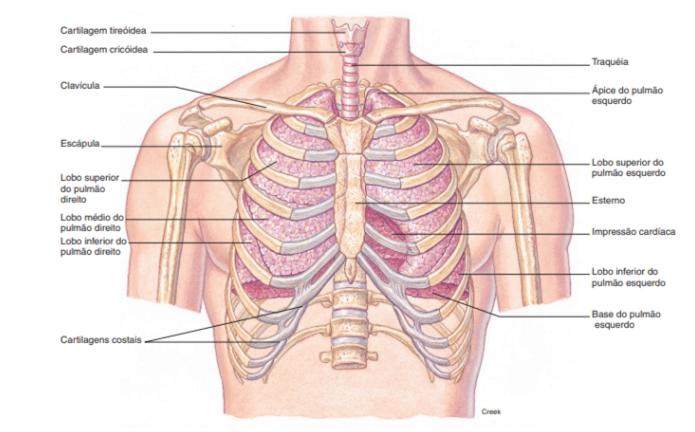 31 Figura6-Posiçãodospulmõesnointeriordacaixatorácica Fonte:Graaff(2003) O pulmão esquerdo além desermenor,émaislongoqueodireitoporqueo diafragma eleva-se mais no lado direito.