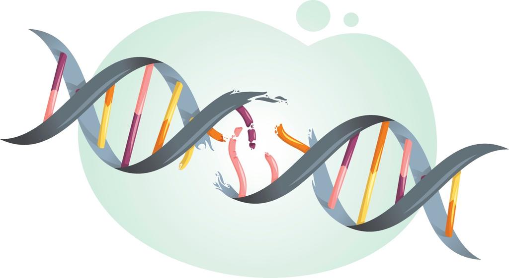 DNA COMO ALVO Alquilantes ligam-se covalentemente e induzem quebras Intercalantes interações