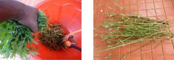 Para fazer uma avaliação de quanto as ervas daninhas fazem um quilo, pesei cerca de um quilo de ervas daninhas picadas em um saco.