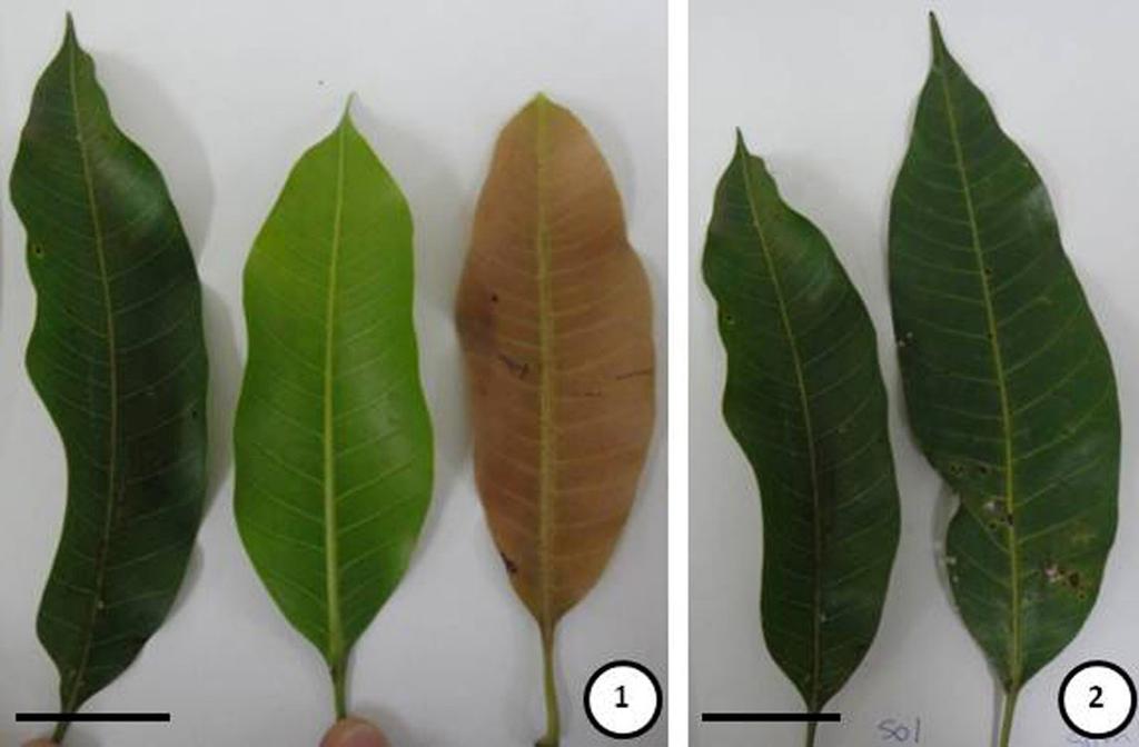 Effect of expansion time and radiation on the functional and anatomical features of mango tree leaves treatments.