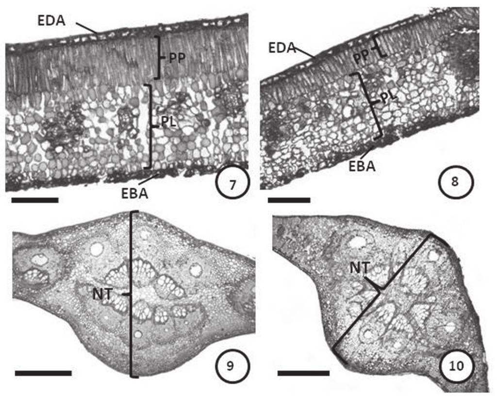 PP- palisade parenchyma; PL- spongy parenchyma; EAD- adaxial epidermis; EABabaxial epidermis; NT- midvein. Scales: 100 mm (3, 4) e 500 mm (5, 6). Source: Elaborated by the authors. Figures 7-10.