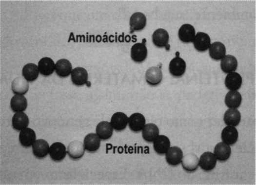 Para ter uma ideia ainda melhor de como são os aminoácidos que formam a "espinha dorsal" das proteínas das células, imagine um colar mais maleável que o de bolinhas de plástico, mas que pode se