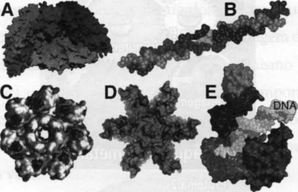 Veja as duas ilustrações seguintes. A primeira mostra cinco proteínas de formato único, um exemplo clássico das "engrenagens" presentes nas células.