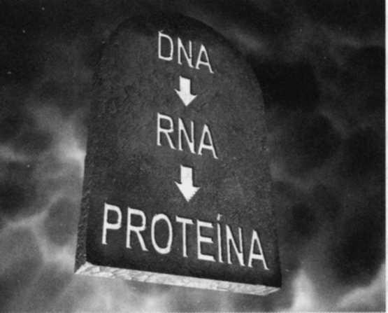 Pearson, 2003; Goodman, 2003). Mais de 80 por cento do que se presumia ser DNA simplesmente não existe! A falta desses genes causou mais impacto do que se poderia supor.