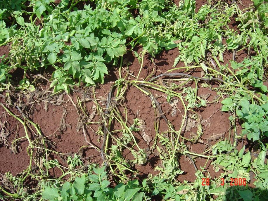 Figura 15. Apodrecimento da batata-semente e da base das ramas (canela-preta). (Foto: Carlos Alberto Lopes) Figura 16. Podridão-mole do tubérculo.