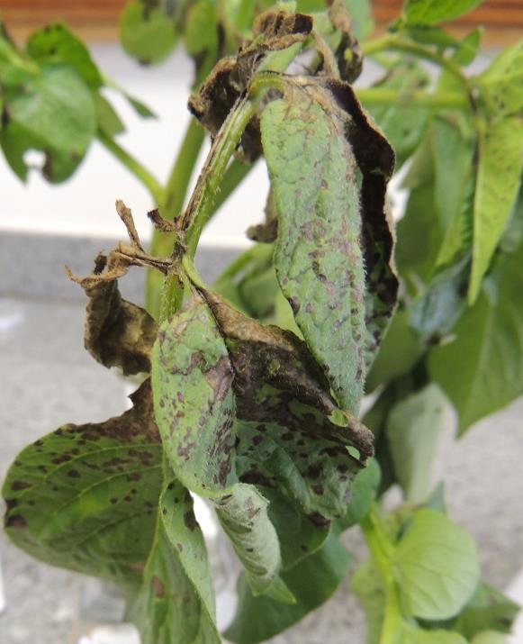 vírus e os vetores; plantar cultivares resistentes; eliminar plantas doentes (roguing) em caso de produção de batata-semente; evitar o plantio de batata próxima a lavouras de tomate, pimentão,