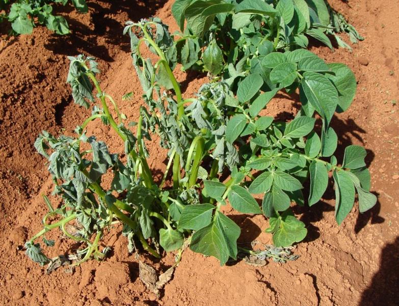 tuberização, evitar solos com matéria orgânica mal decomposta e fazer rotação de culturas com gramíneas. O controle químico tem eficácia relativa e não existem cultivares com alto grau de resistência.