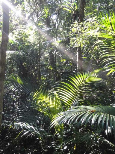 Iniciativas de PSA de Carbono Florestal na Mata Atlântica Peter H.