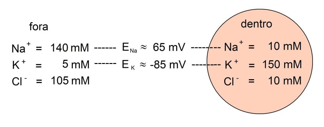 2) Onde o potencial de equilíbrio do íon sódio (E Na ) por concentração do íon sódio extracelular [Na + ] e pela concentração intracelular [Na + ] i.