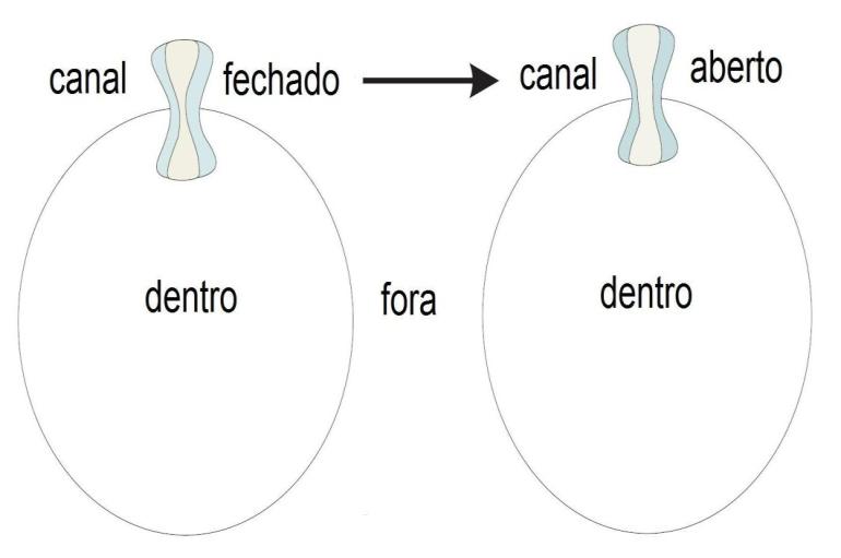 Canais de Íons A biologia molecular fornece-nos uma compreensão básica da relação entre a estrutura e a função dos canais de íons em geral.