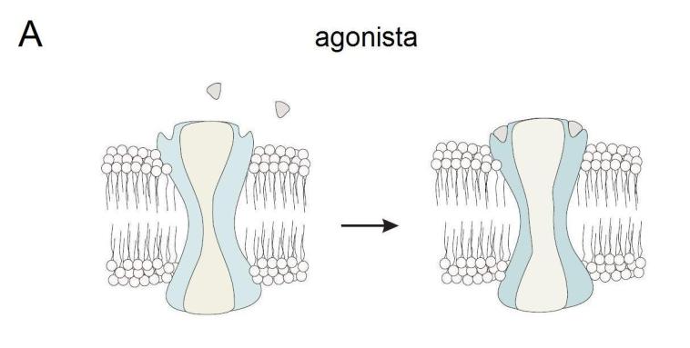 Fig. 2.3 - A Ligação de agonista extracelular no canal e abertura da comporta. Fig. 2.3 - B Ligação de segundo mensageiro intracelular no canal e abertura da comporta.
