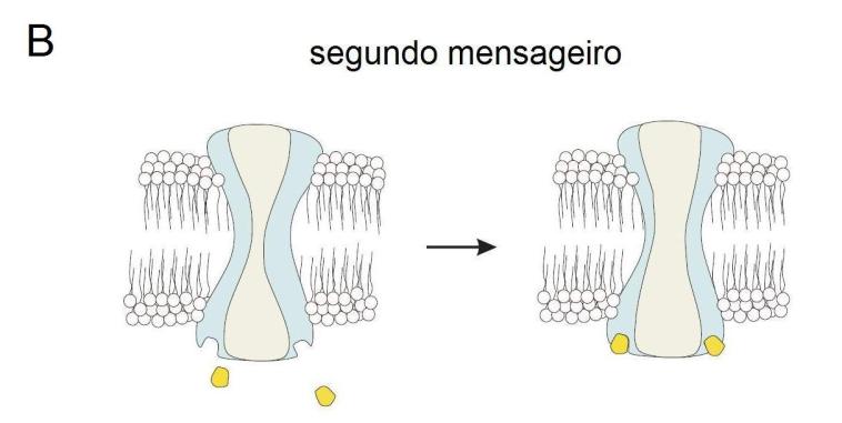Em A Ligação de agonista extracelular no canal e abertura da comporta. B Ligação de segundo mensageiro intracelular no canal e abertura da comporta.